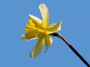 V Košiciach môžete s narcisom bezplatne navštíviť múzeá a galérie