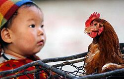 Čína potvrdila ďalší výskyt vtáčej chrípky u človeka