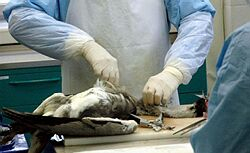 Dve mŕtve labute z Bratislavy a okolia odoslali na expertízu