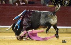 Španielsko: Toreador prišiel o oko pri útoku býka
