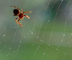 V Rakúsku vypukla panika zo žltého jedovatého pavúka