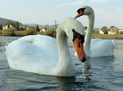 Vírus H5N1 malo najmenej sedem z 11 českých labutí