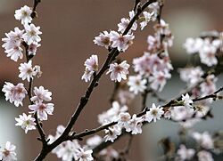 V susednom Rakúsku v januári varujú pred peľovými alergiami