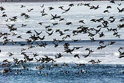 Vtáčia chrípka môže ohroziť obyvateľov Aljašky