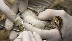 EÚ testovala v uplynulých 10 mesiacoch 100.000 divých vtákov na vtáčiu chrípku