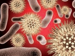 Vírusové zoonózy