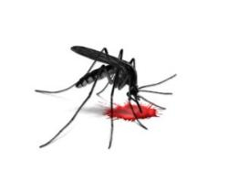 Na obzore sú nové prostriedky proti komárom, prenášajúcim choroby