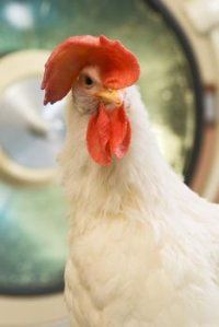 Sliepky a ľan priniesli nádej pri liečbe rakoviny