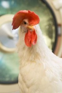 Sliepky a ľan priniesli nádej pri liečbe rakoviny