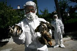 V Južnej Kórei zlikvidujú kvôli vtáčej chrípke 236.000 kusov hydiny