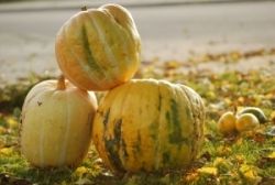 Bojovať s chorobami srdca a ciev či cukrovkou pomôžu aj vhodné potraviny