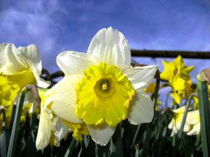 Cieľom Dňa narcisov je priblížiť problematiku boja s rakovinou