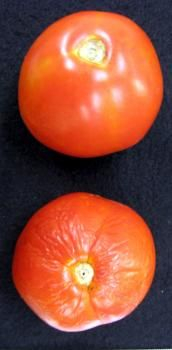 Biotechnológie umožňujú skladovateľnejšie rajčiny