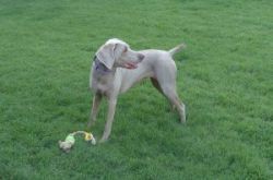 Vybrané ektoparazitózy psov a mačiek