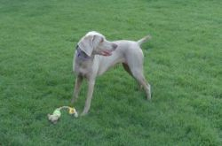 Vybrané ektoparazitózy psov a mačiek