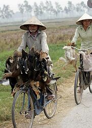 Bush sa bude vo Vietname zaujímať o boj s vtáčou chrípkou a AIDS