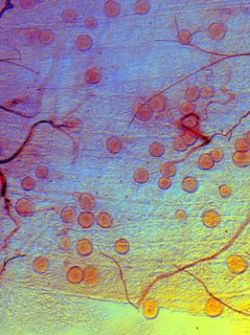 Novoobjavený komár vyvoláva obavy