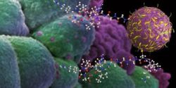Nanošpongiami proti rakovine