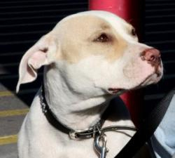 Psy dokážu zacítiť rakovinu pľúc už rannom štádiu choroby