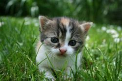 Vybrané endoparazitózy psov a mačiek