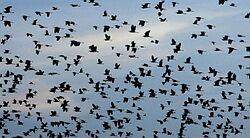EÚ sa snaží upokojiť verejnosť v súvislosti s výskytom vtáčej chrípky