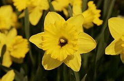 Kampaň Deň Narcisov sa tento rok ponesie pod názvom Nádej