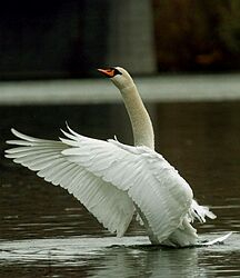 U troch gréckych labutí zistili vírusový kmeň vtáčej chrípky H5