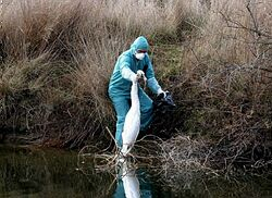 V Grécku dali do karantény dvoch ľudí v súvislosti s vtáčou chrípkou