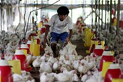 Dvaja ďalší Indonézania zomreli dnes na vtáčiu chrípku