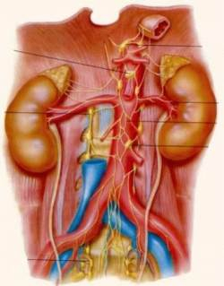 Vážme si a chráňme naše obličky