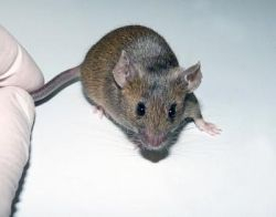 Mozog môže určiť pohlavie embrya