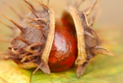 Gaštan jedlý nie len ako pochúťka