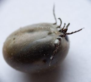 V Prešovskom kraji stúpa počet ochorení spôsobených kliešťami