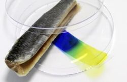 Novodobý indikátor nekvality baleného mäsa - senzorový film