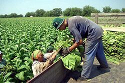 Svetový deň bez tabaku je tento rok s heslom: Tabak - smrteľný v každej podobe