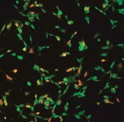 Prečo ľudia hovoria a šimpanzy nie?