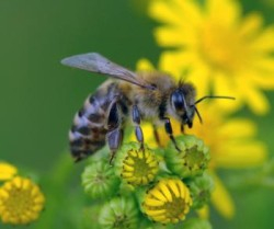 Odhalené tajomstvo včelích kráľovien pomáha výskumu rakoviny