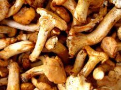 Deti do desať rokov by nemali huby vôbec konzumovať