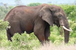 Vedci potvrdili hypotézu ochranného mozgu