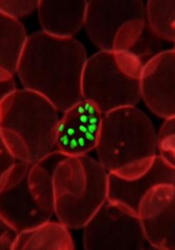 Ďalšie kolo boja proti malárii