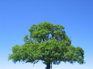 V ovzduší hlavného mesta namerali vysoký výskyt peľových zŕn duba