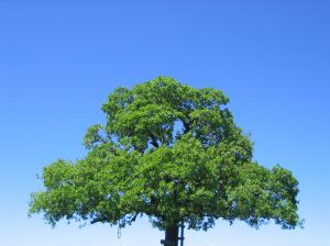 V ovzduší hlavného mesta namerali vysoký výskyt peľových zŕn duba