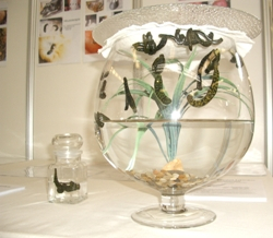 Použitie pijavice lekárskej v medicíne