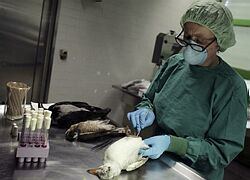 Osem predpokladaných prípadov vtáčej chrípky vyšetrujú experti WHO na Sumatre