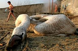 Bulharsko testuje na vtáčiu chrípku desiatky uhynutých vtákov