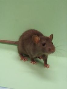 Na svete je možno elixír dlhodobej pamäte