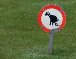 Znečistené trávniky a pieskoviská predstavujú riziko najmä pre deti