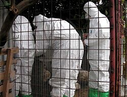 Taliansko hlási prvé prípady vtáčej chrípky