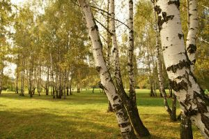 V bratislavskom ovzduší namerali vysoké hodnoty peľových zŕn brezy