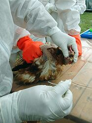 Pripravenosť na vtáčiu chrípky si vyskúšali na cvičení Zádiel 2007